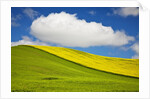 Rolling Hills of Canola and Pea Fields With Fresh Spring Color by Anonymous