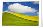 Rolling Hills of Canola and Pea Fields With Fresh Spring Color by Anonymous