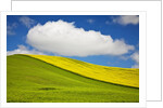 Rolling Hills of Canola and Pea Fields With Fresh Spring Color by Anonymous