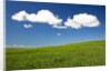 Rolling Hills of Wheat by Anonymous