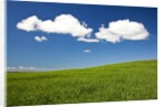 Rolling Hills of Wheat by Anonymous
