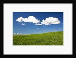 Rolling Hills of Wheat by Anonymous
