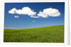 Rolling Hills of Wheat by Anonymous