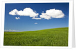 Rolling Hills of Wheat by Anonymous