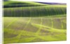 Rolling Hills of Peas by Anonymous