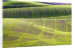 Rolling Hills of Peas by Anonymous
