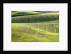 Rolling Hills of Peas by Anonymous