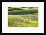 Rolling Hills of Peas by Anonymous