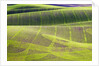 Rolling Hills of Peas by Anonymous