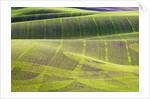 Rolling Hills of Peas by Anonymous