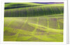 Rolling Hills of Peas by Anonymous