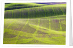 Rolling Hills of Peas by Anonymous