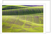 Rolling Hills of Peas by Anonymous