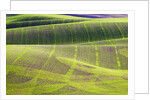 Rolling Hills of Peas by Anonymous