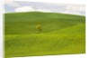 Lone Tree In Rolling Hills of Wheat by Anonymous