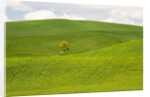 Lone Tree In Rolling Hills of Wheat by Anonymous