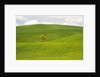 Lone Tree In Rolling Hills of Wheat by Anonymous
