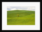Lone Tree In Rolling Hills of Wheat by Anonymous