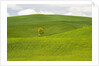 Lone Tree In Rolling Hills of Wheat by Anonymous