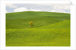 Lone Tree In Rolling Hills of Wheat by Anonymous