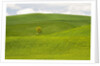 Lone Tree In Rolling Hills of Wheat by Anonymous