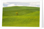 Lone Tree In Rolling Hills of Wheat by Anonymous