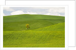 Lone Tree In Rolling Hills of Wheat by Anonymous