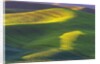 Rolling Hills of Peas by Anonymous