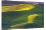 Rolling Hills of Peas by Anonymous