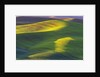 Rolling Hills of Peas by Anonymous
