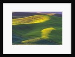 Rolling Hills of Peas by Anonymous