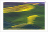 Rolling Hills of Peas by Anonymous