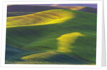 Rolling Hills of Peas by Anonymous