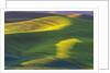 Rolling Hills of Peas by Anonymous