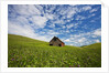 Old Red Barn in Field of Chick Peas with Great Clouds by Anonymous