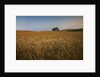 Lone Tree in Rolling Hills of Harvest Wheat by Anonymous