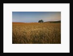 Lone Tree in Rolling Hills of Harvest Wheat by Anonymous