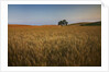 Lone Tree in Rolling Hills of Harvest Wheat by Anonymous
