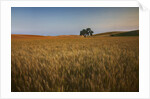 Lone Tree in Rolling Hills of Harvest Wheat by Anonymous