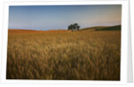 Lone Tree in Rolling Hills of Harvest Wheat by Anonymous
