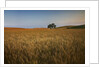 Lone Tree in Rolling Hills of Harvest Wheat by Anonymous