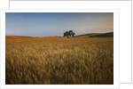 Lone Tree in Rolling Hills of Harvest Wheat by Anonymous
