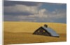 Old Barn in a Field of Harvest Wheat by Anonymous