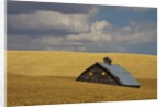 Old Barn in a Field of Harvest Wheat by Anonymous