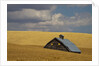 Old Barn in a Field of Harvest Wheat by Anonymous