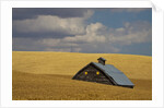 Old Barn in a Field of Harvest Wheat by Anonymous