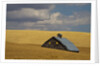 Old Barn in a Field of Harvest Wheat by Anonymous
