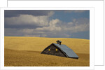 Old Barn in a Field of Harvest Wheat by Anonymous