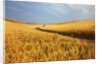 Back Country Road winding Though Harvest Wheat Field by Anonymous