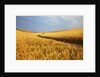 Back Country Road winding Though Harvest Wheat Field by Anonymous